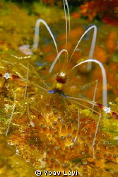 Cleaning shrimp by Yoav Lavi 